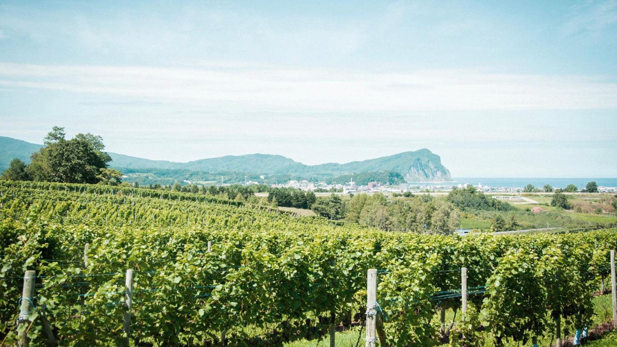 Campsite Vineyard Glamping